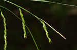 White edge sedge